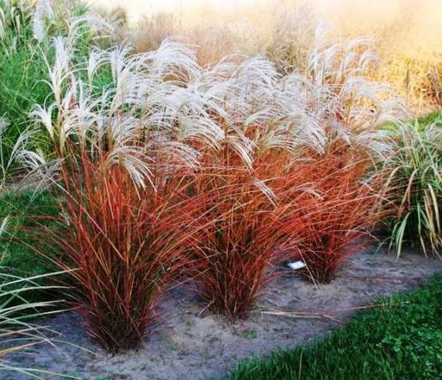 Мискантус китайский Graziella