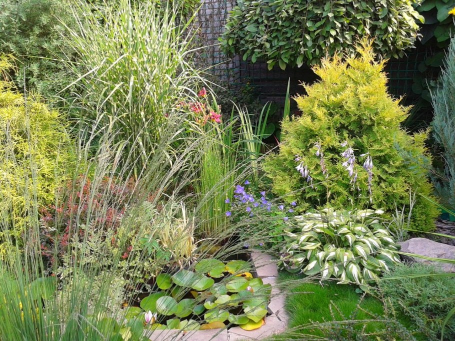 Злак мискантус Зебринус