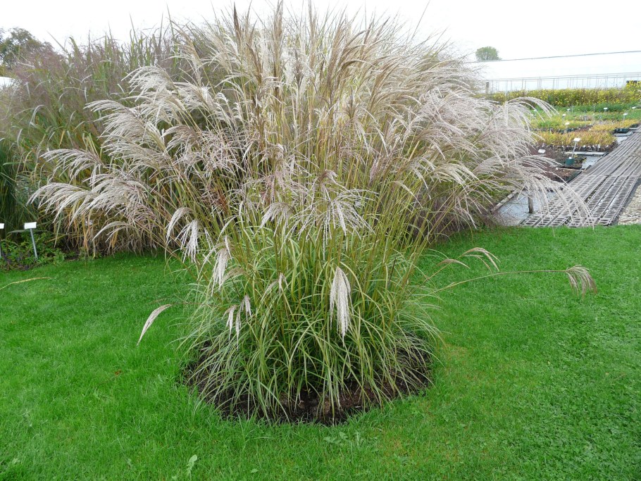 Мискантус сахароцветковый