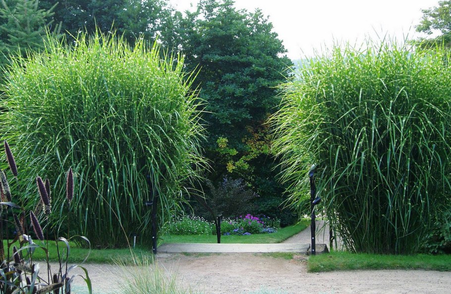 Мискантус зебрина