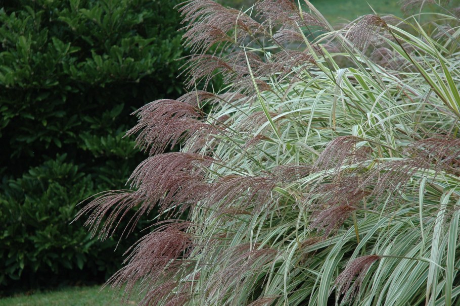 Мискантус китайский Вариегата