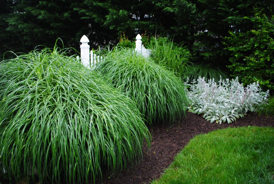 Мискантус китайский Зябрина