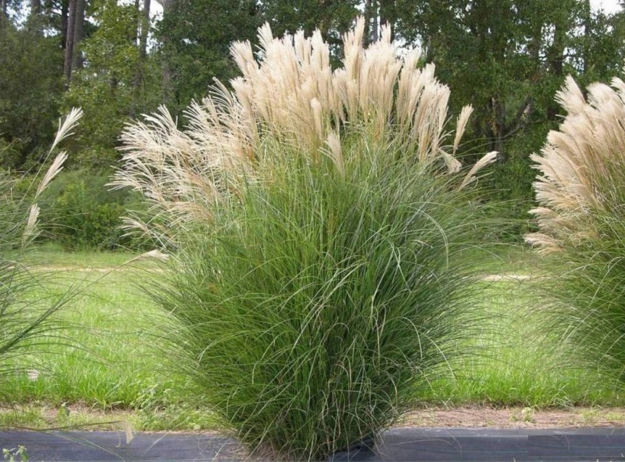 Мискантус китайский Грацилимус