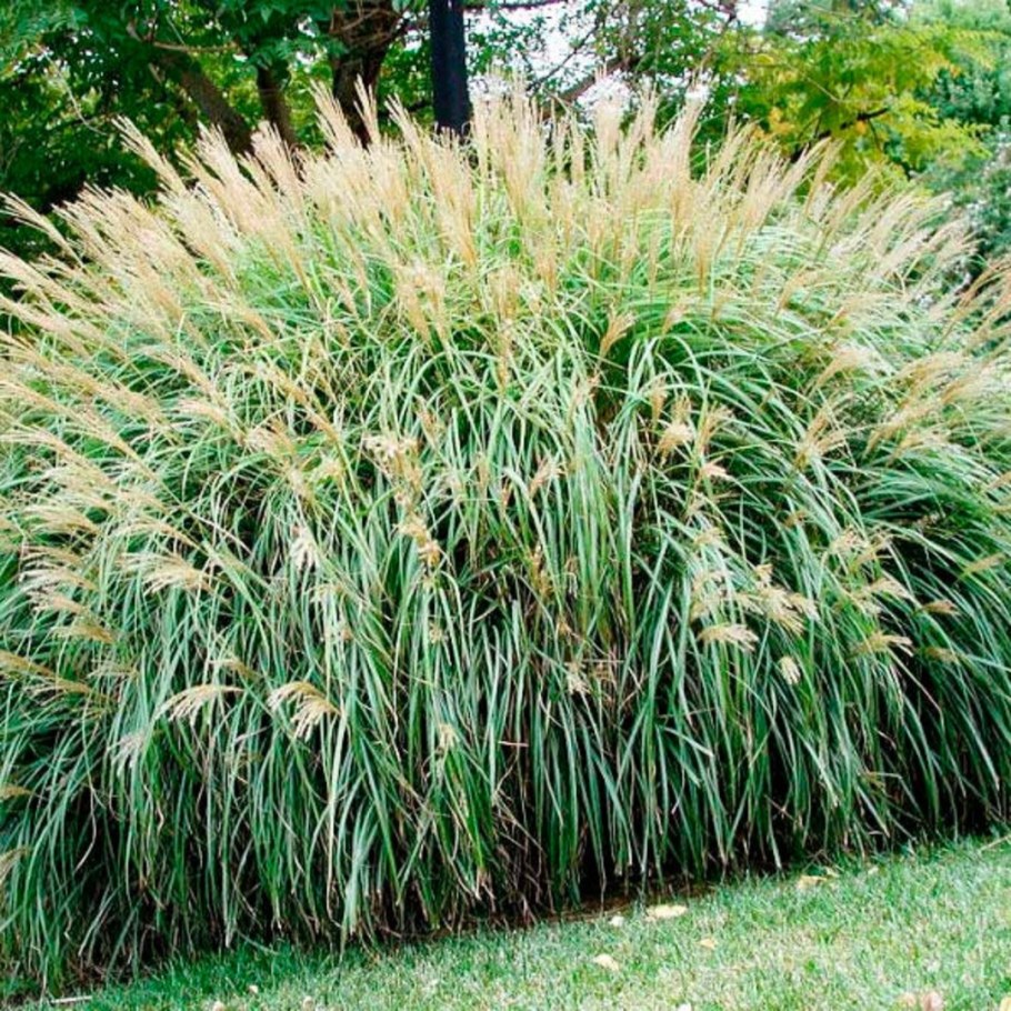 Мискантус китайский («веерник»)