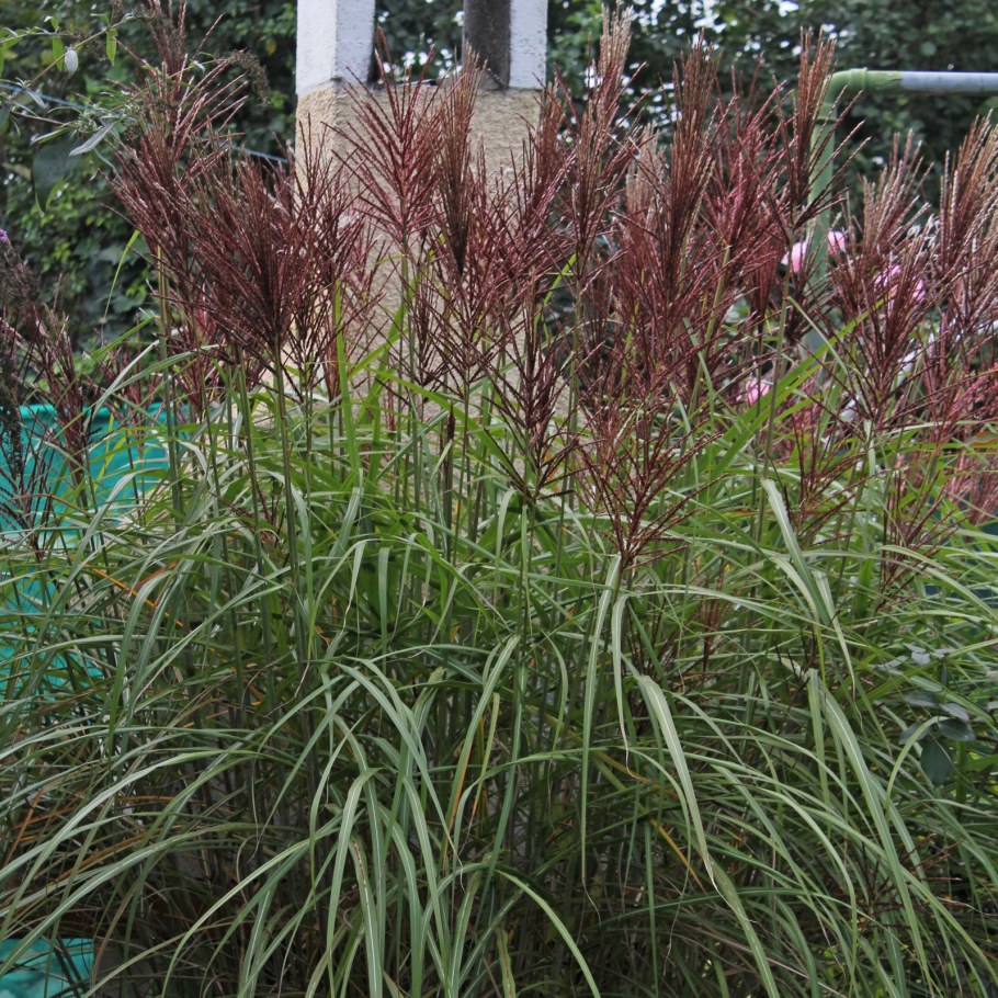 Мискантус Ротфедер китайский