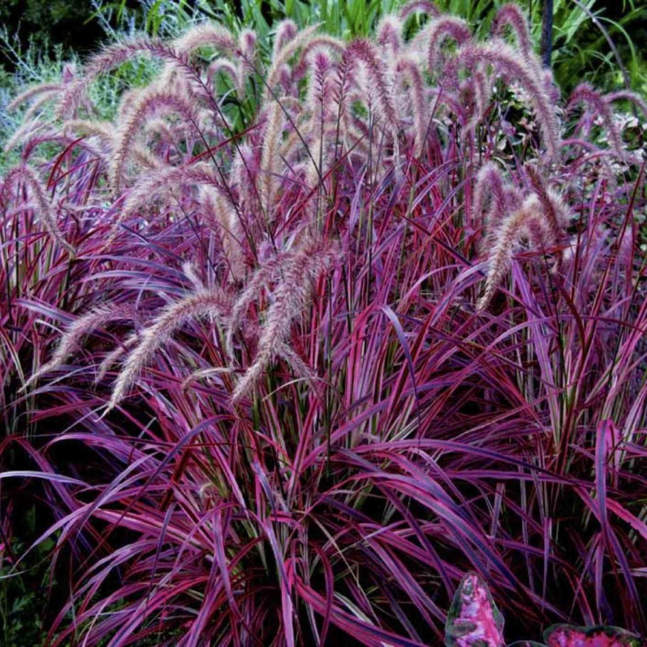 Мискантус Пурпл Фолл