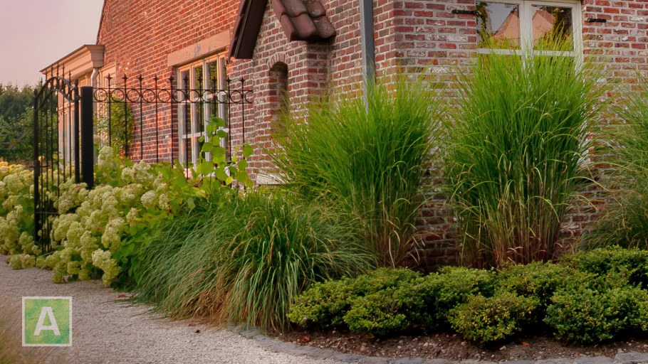 Мискантус в ландшафте