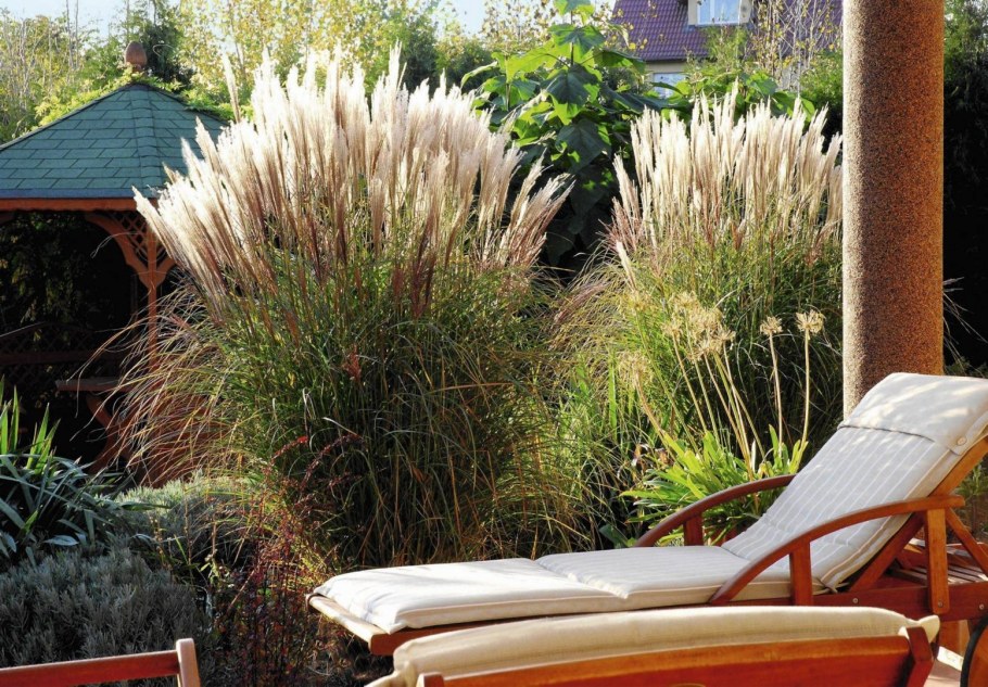 Мискантус зебрина