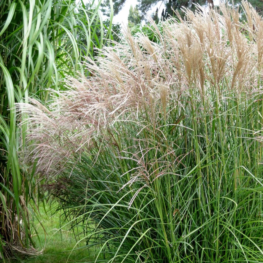 Мискантус Сарабанда