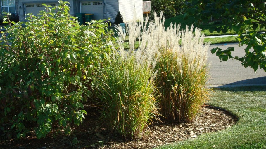 Мискантус Зильберфедер