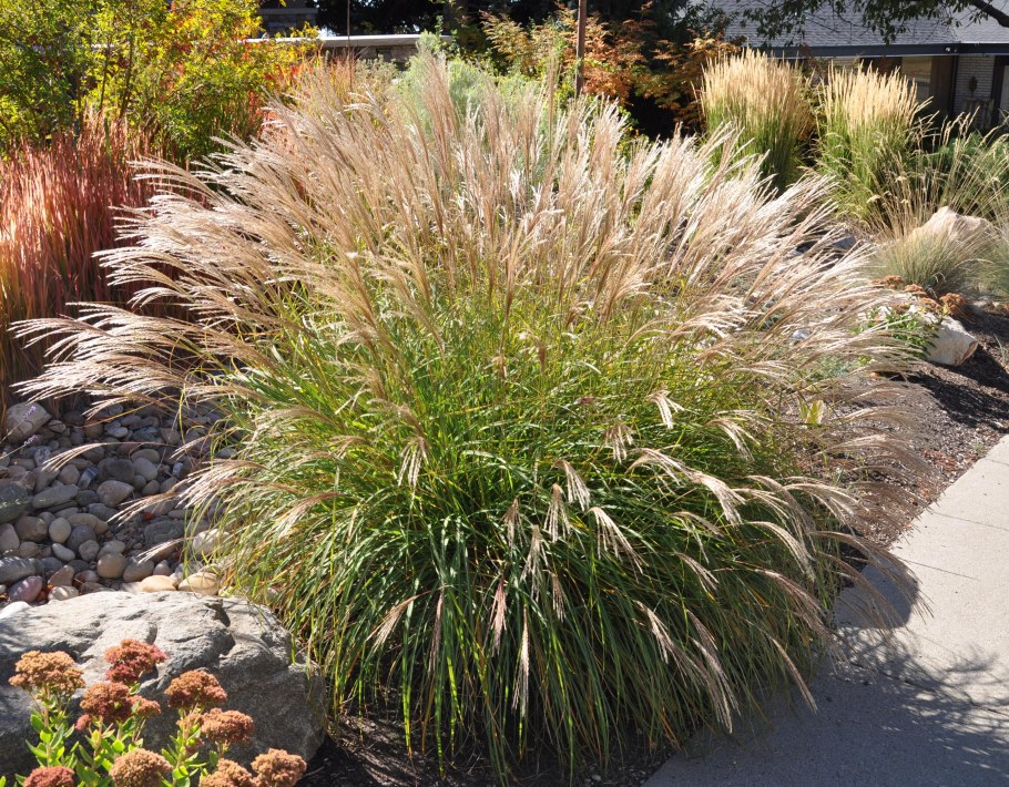 Мискантус китайский sinensis