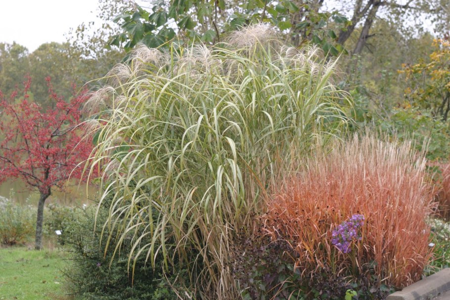 Мискантус Кляйн фонтан