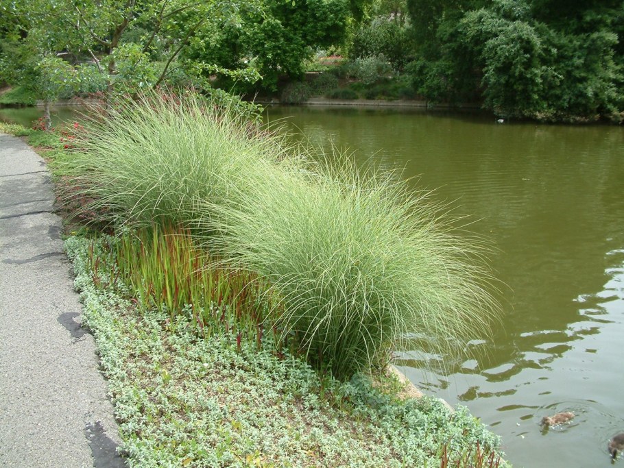 Мискантус Грациелла