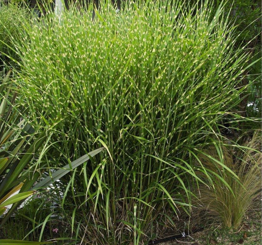 Мискантус китайский Зебринус