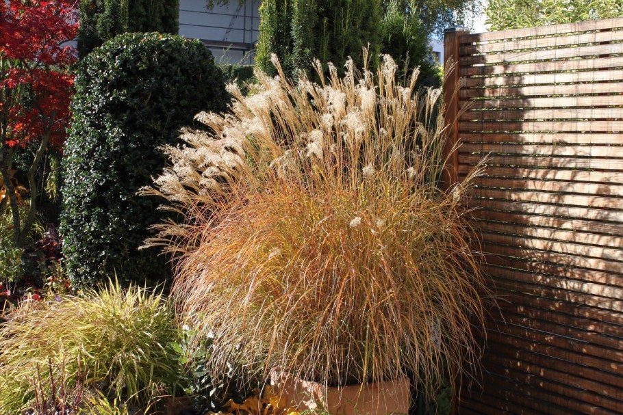 Вейник остроцветковый Карл Форстер