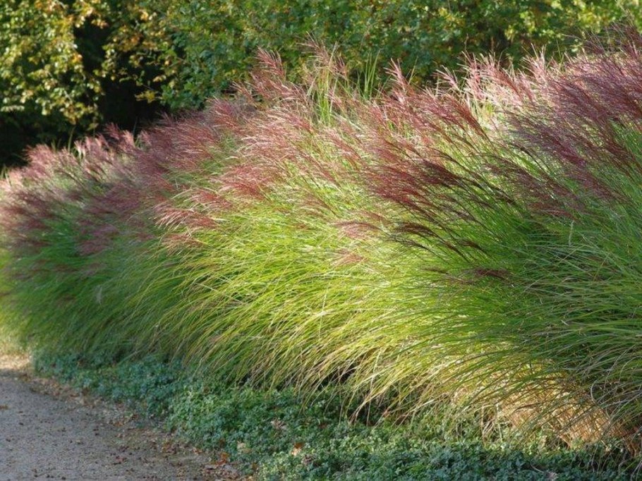 Мискантус китайский Gracillimus