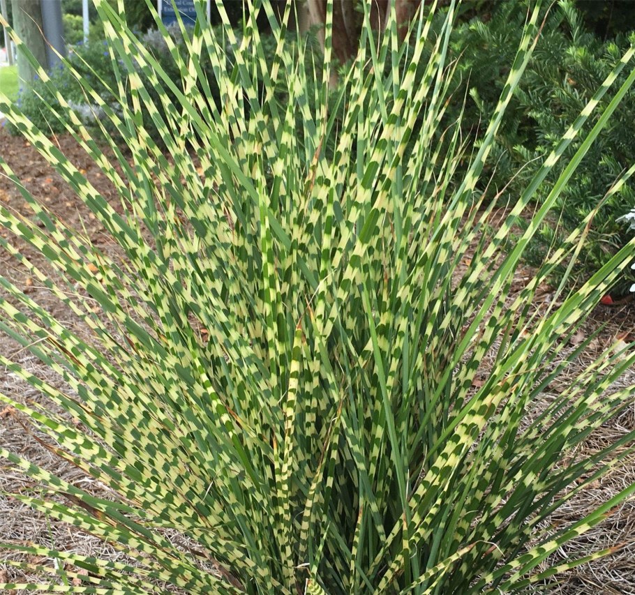 Мискантус китайский Зебринус