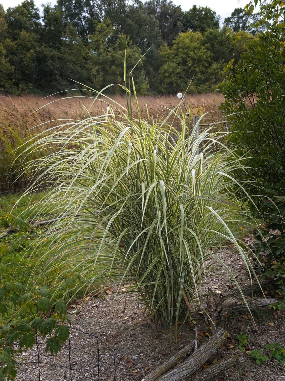 Мискантус вариег