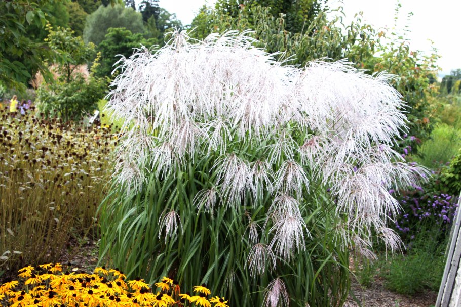 Мискантус Императорский