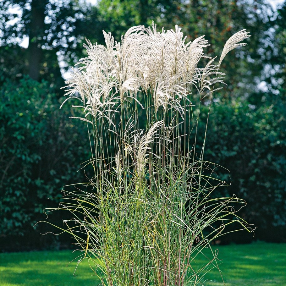 Мискантус китайский Зильберфедер