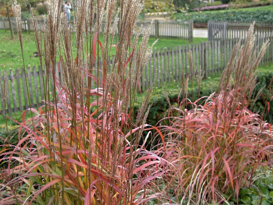 Мискантус Дроннинг Ингрид