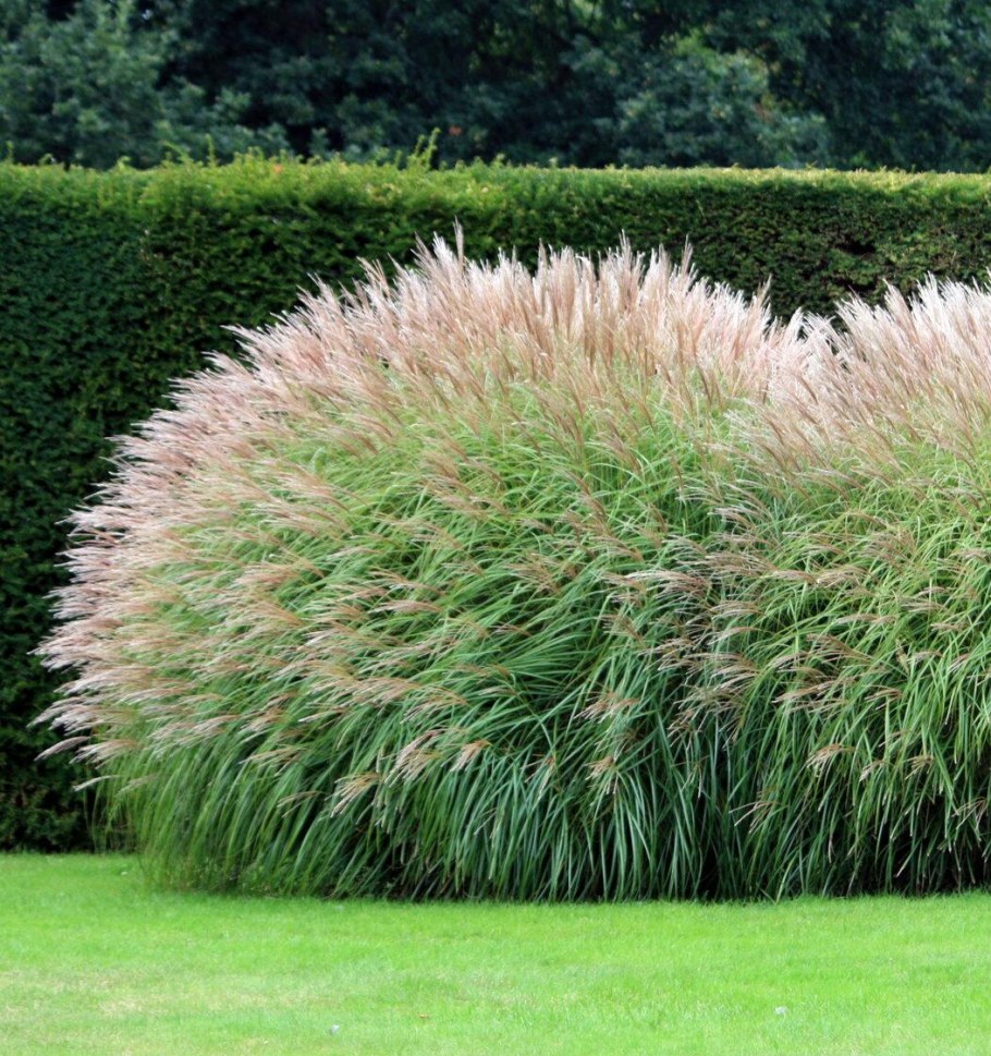 Мискантус сахарный