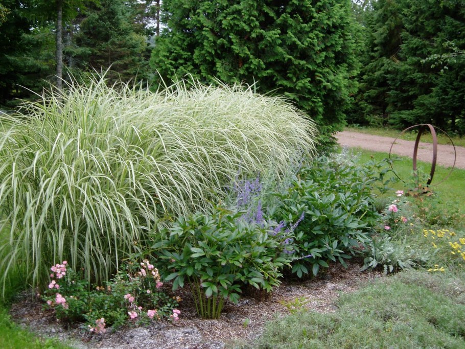 Мискантус Вариегата