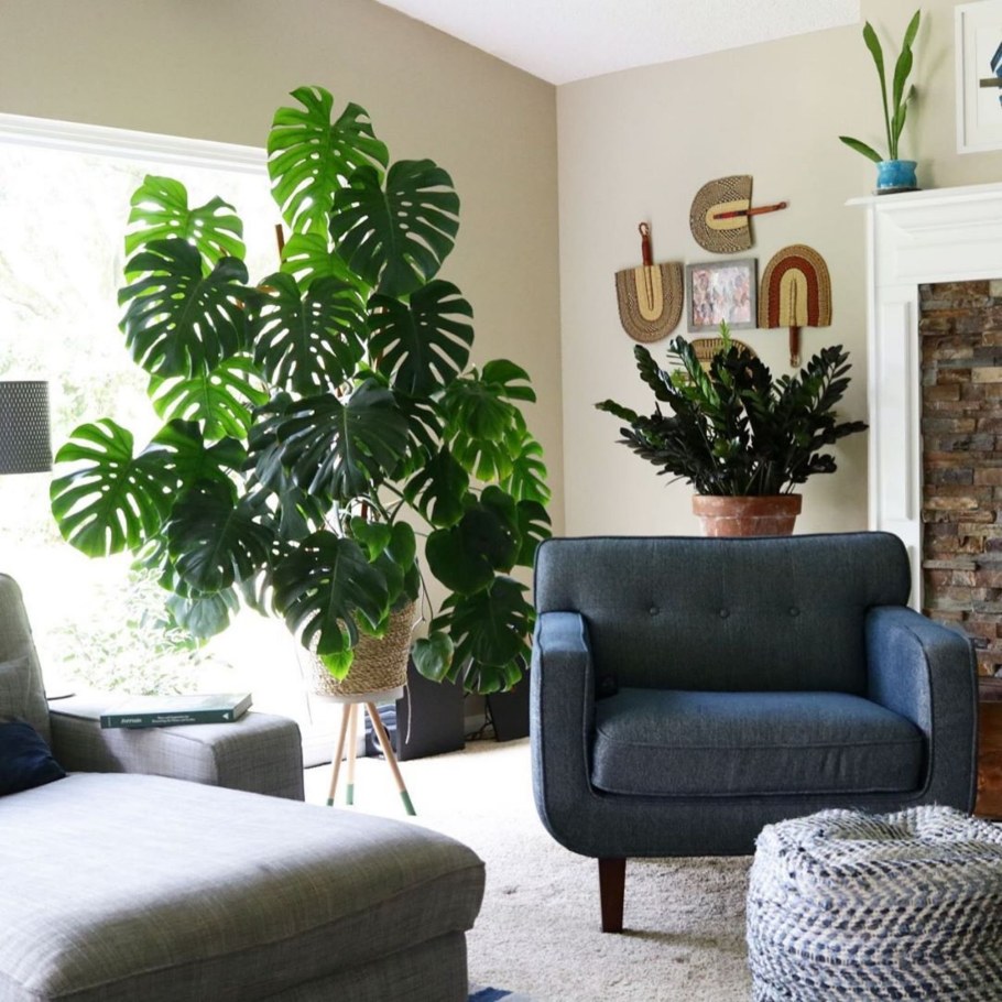 Монстера Альба