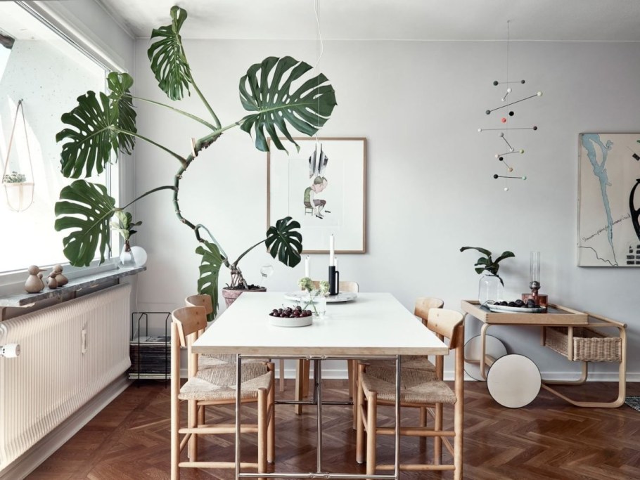 Монстера (Monstera)