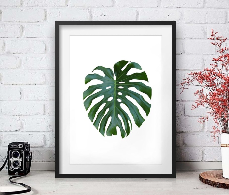 Сканди Monstera