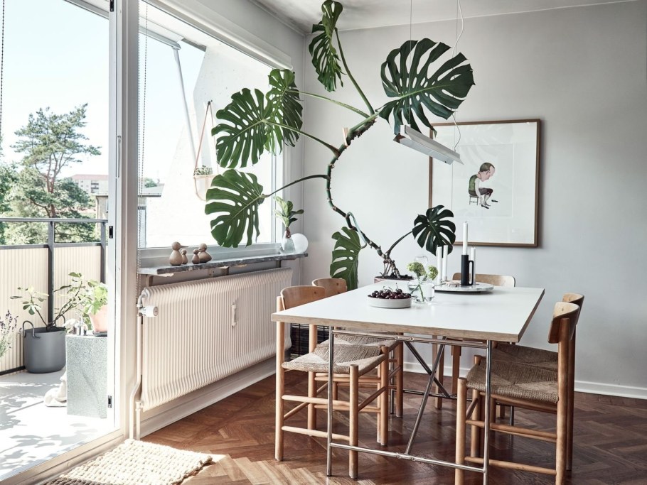 Фитодизайн монстера