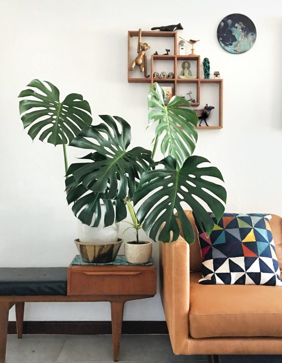 Монстера цветок