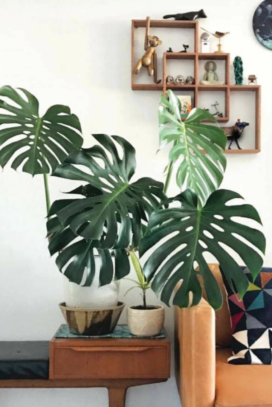 Монстера в спальне
