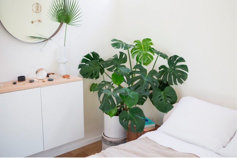 Монстера Деликоса