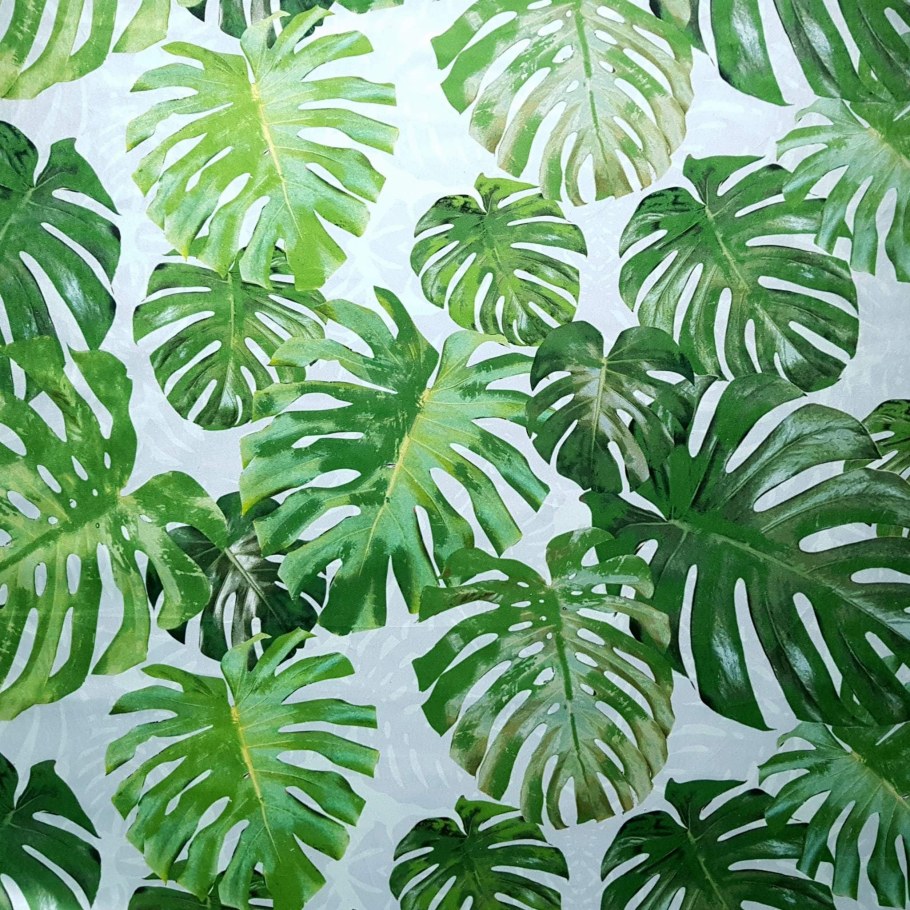 Монстера siltepecana