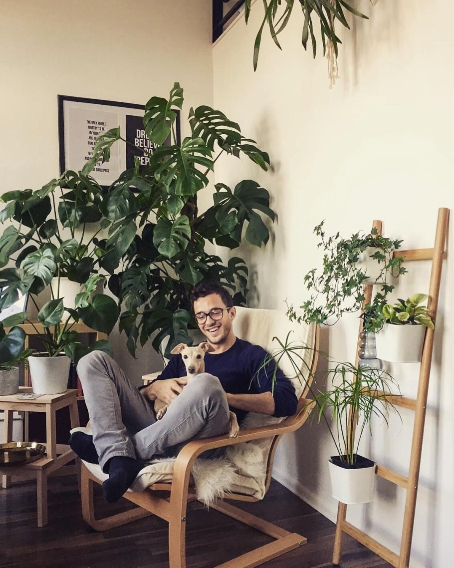 Монстера растение в интерьере