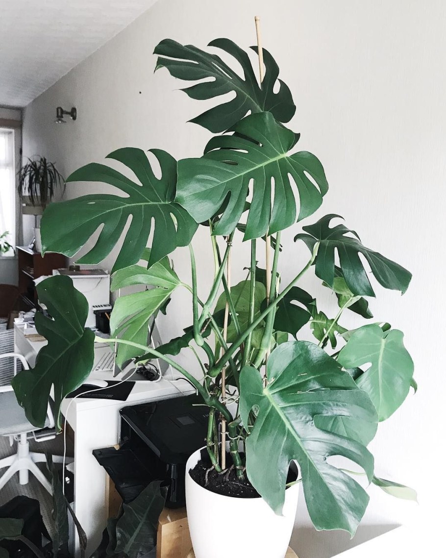 Монстера деликатесная (Monstera deliciosa)