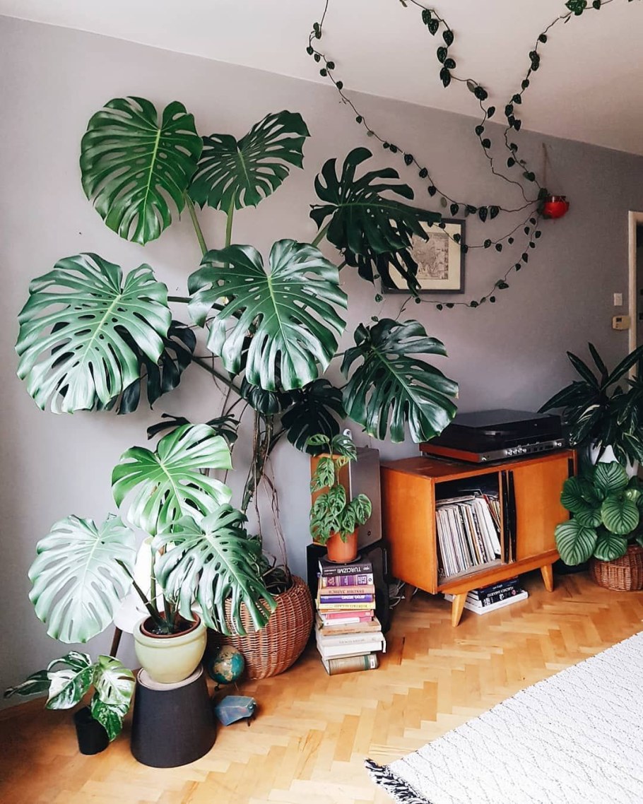 Растения для дома