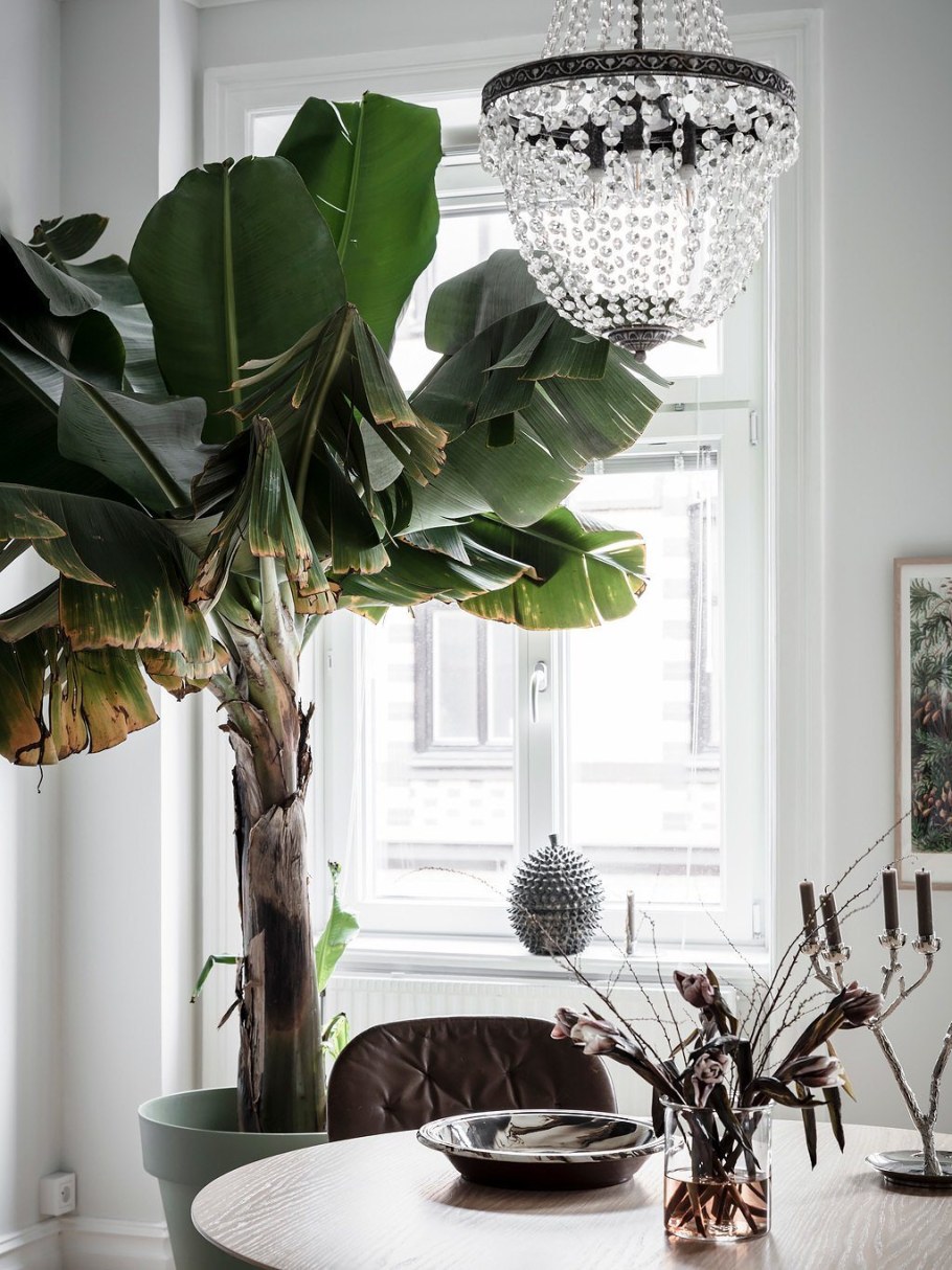 Монстера дизайн