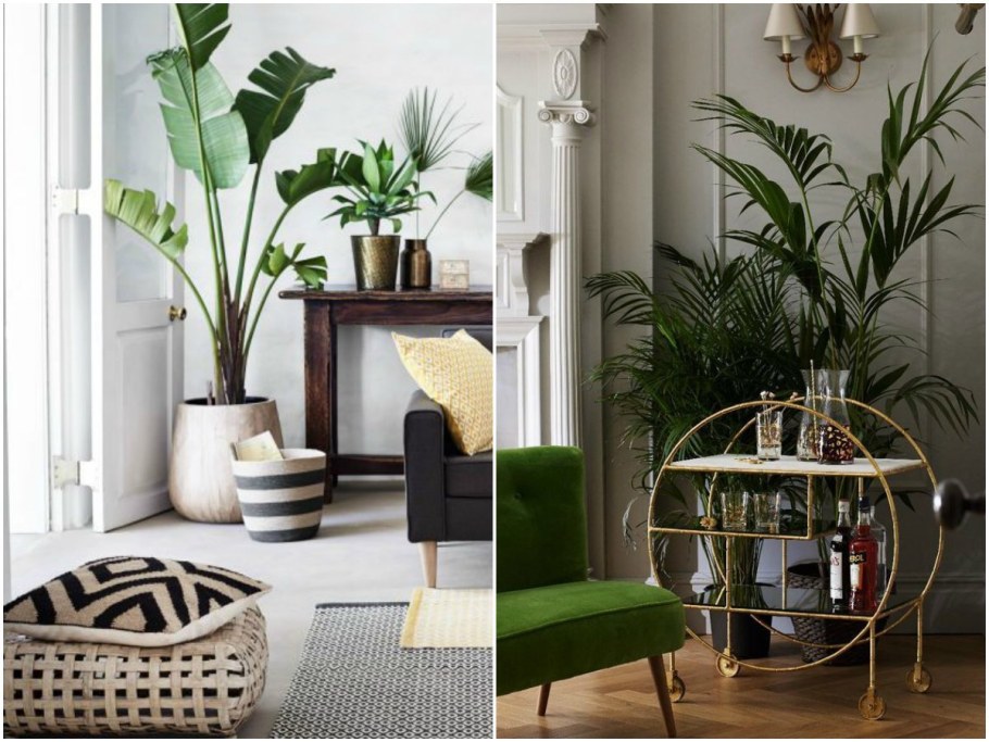 Монстера в интерьере