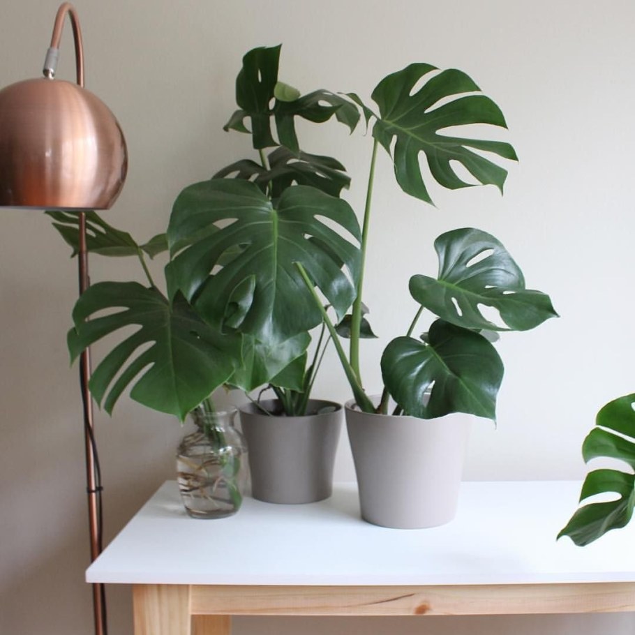 Монстера крупнолистная