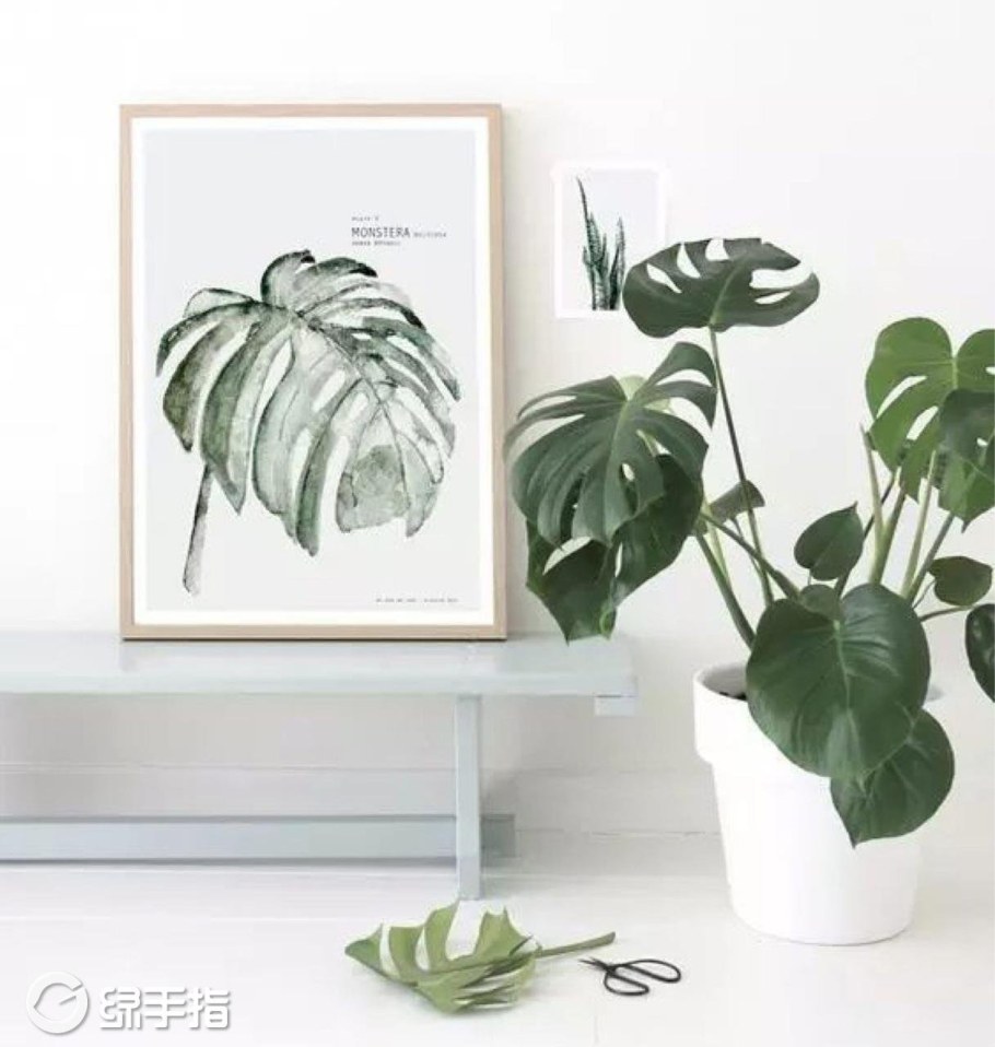 Монстера Альба Эстетика