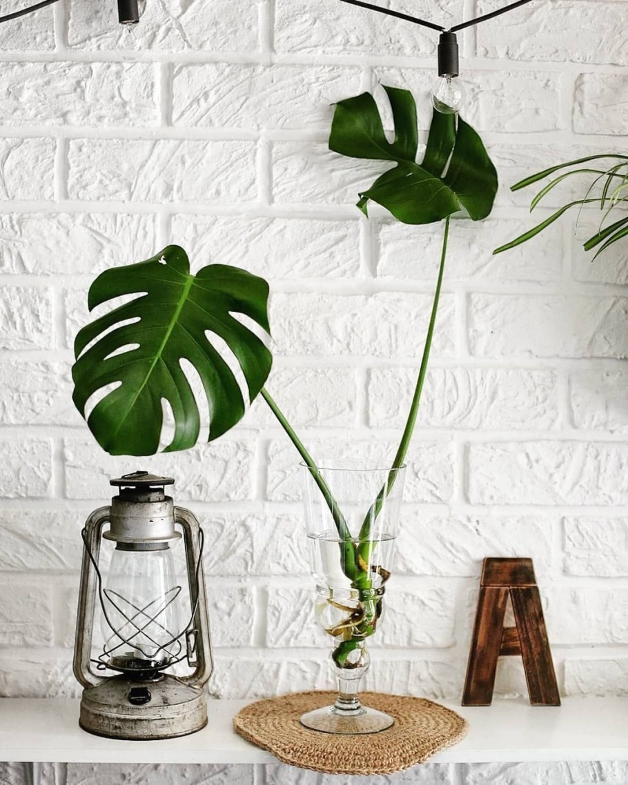 Монстера Борситжиана