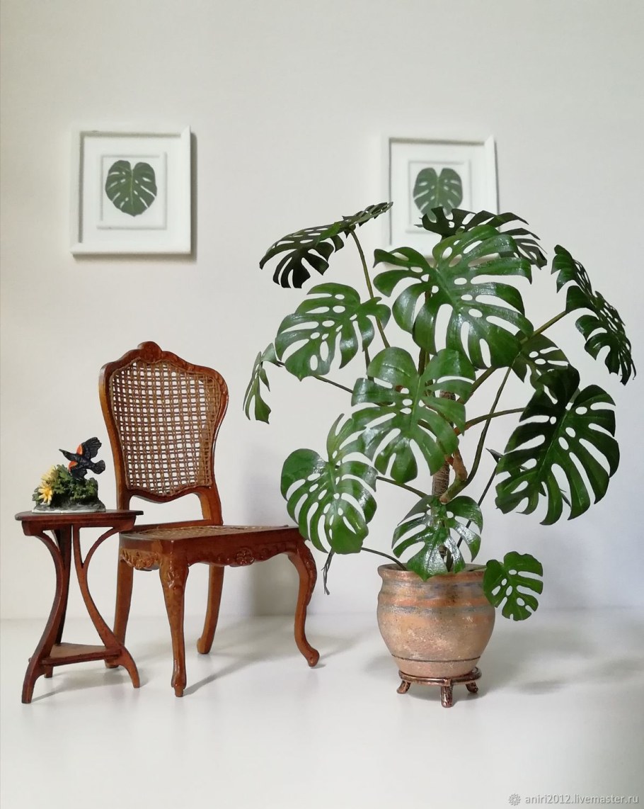Монстера растение мини