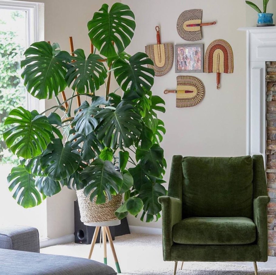 Монстера плетущаяся декор