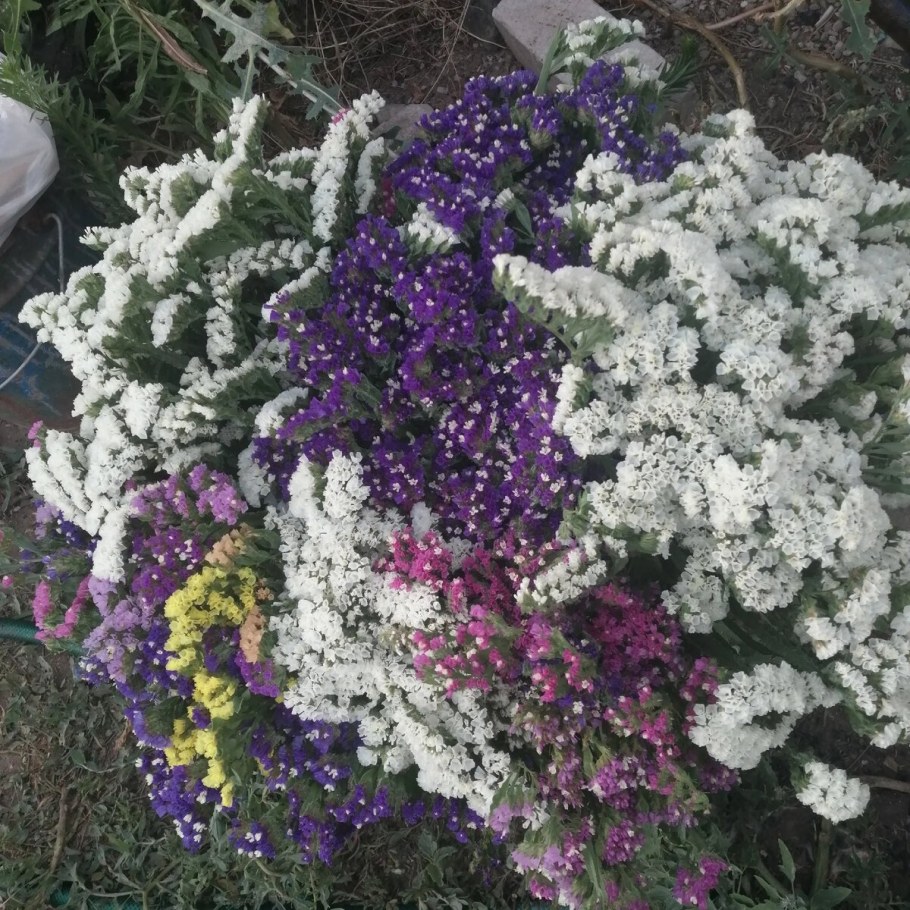 Статица Германская