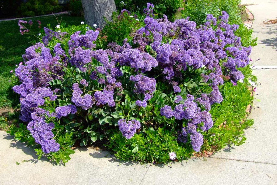 Кермек (Limonium)