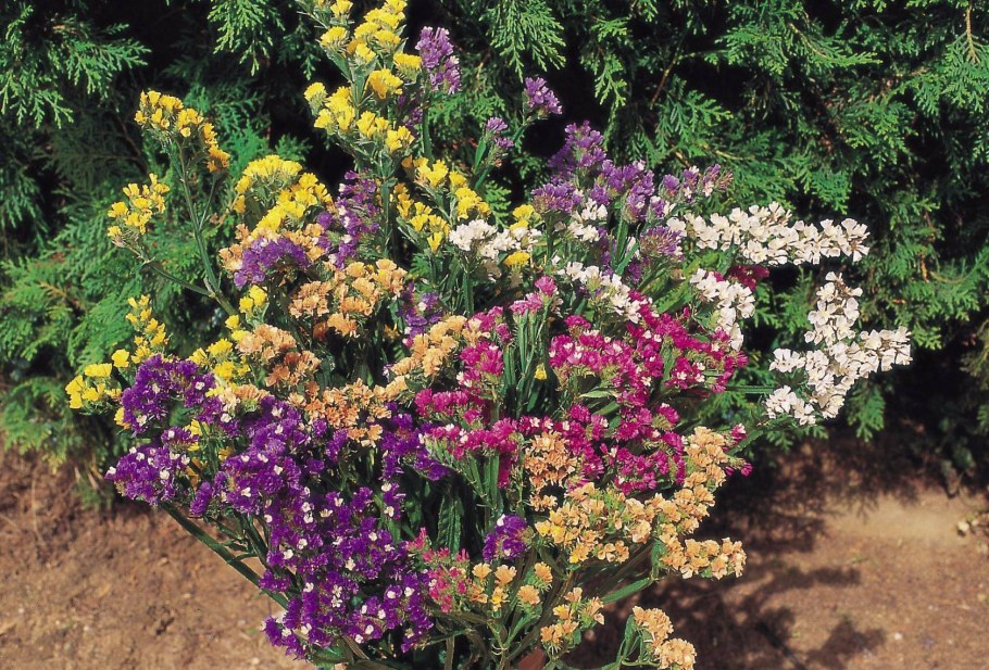 Кермек статица цветы