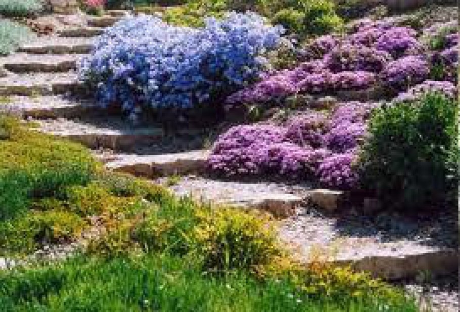 Гелиотроп в ландшафте сада