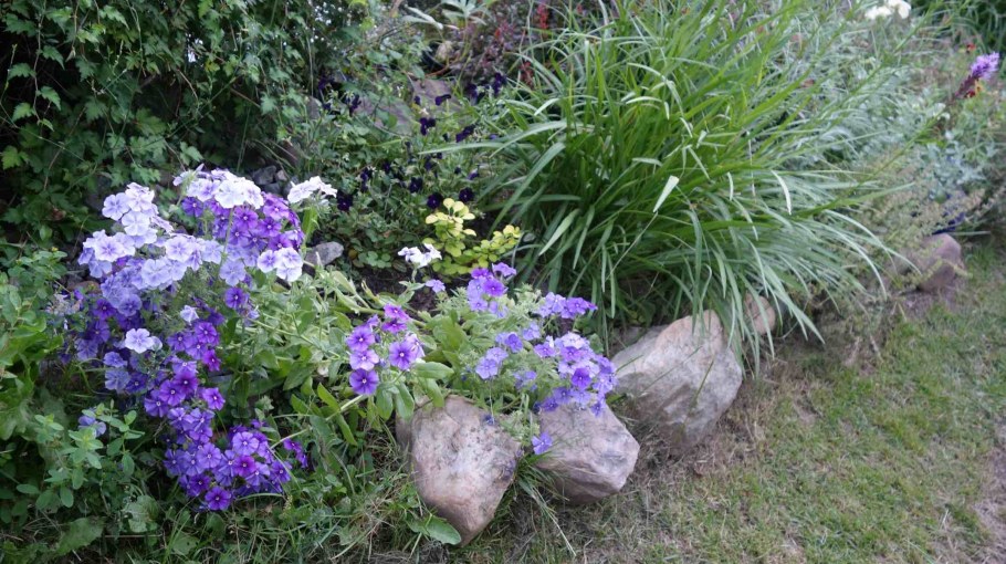 Флоксы друммонда однолетние